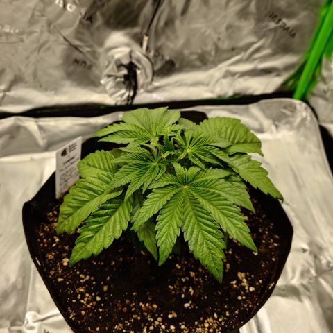 Tyson growlog timeline photo