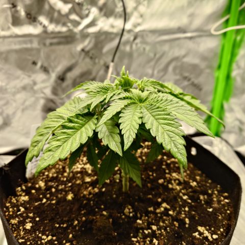 Tyson growlog timeline photo