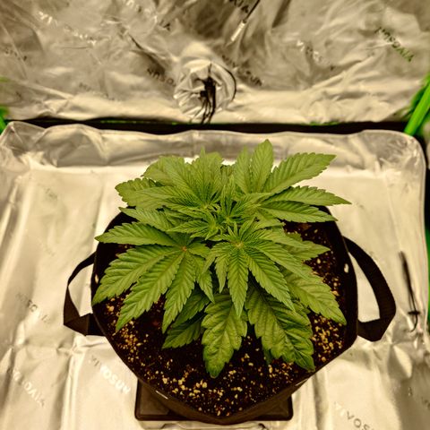 Tyson growlog timeline photo