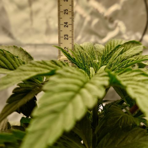 Tyson growlog timeline photo