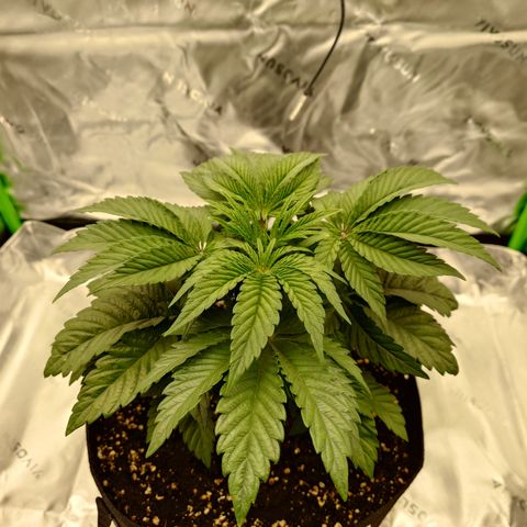 Tyson growlog timeline photo