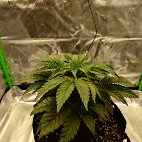 Tyson growlog timeline photo