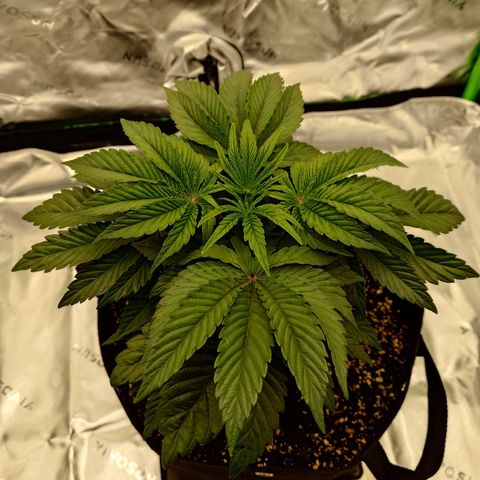 Tyson growlog timeline photo