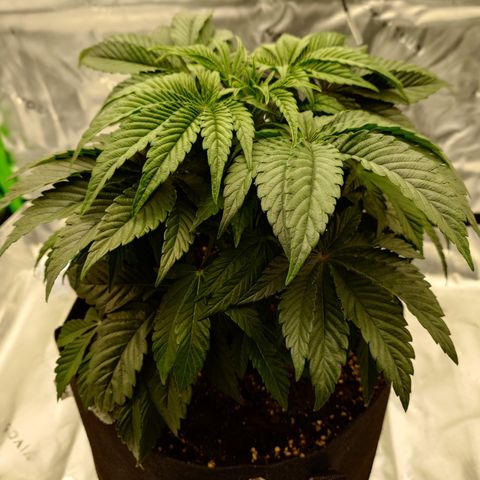 Tyson growlog timeline photo
