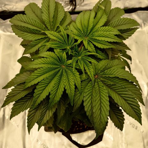 Tyson growlog timeline photo