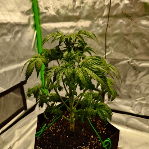 Tyson growlog timeline photo