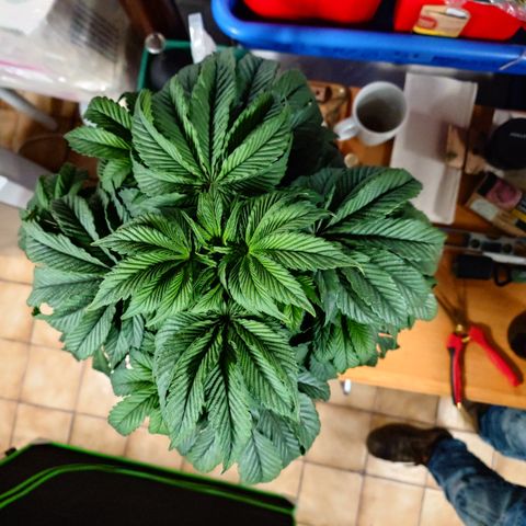 Tyson growlog timeline photo