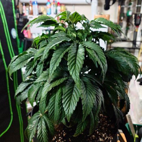 Tyson growlog timeline photo