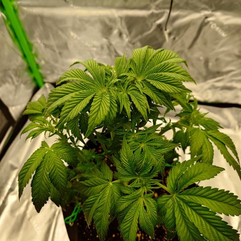 Tyson growlog timeline photo