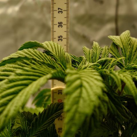 Tyson growlog timeline photo