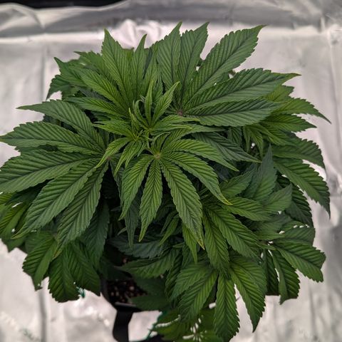 Tyson growlog timeline photo