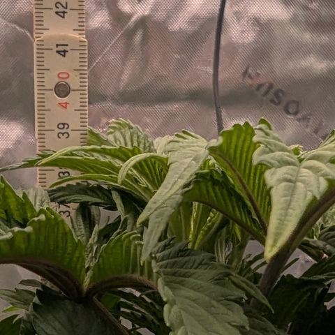 Tyson growlog timeline photo