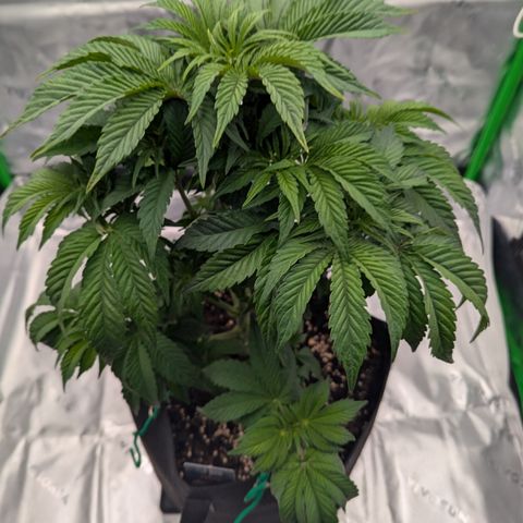 Tyson growlog timeline photo