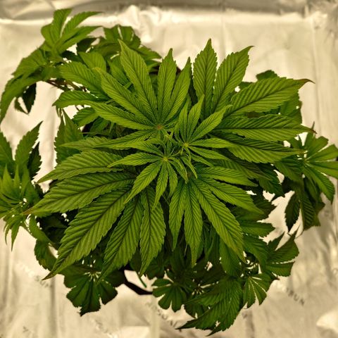 Tyson growlog timeline photo