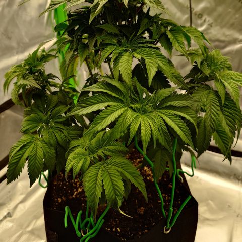 Tyson growlog timeline photo