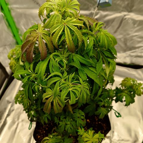 Tyson growlog timeline photo