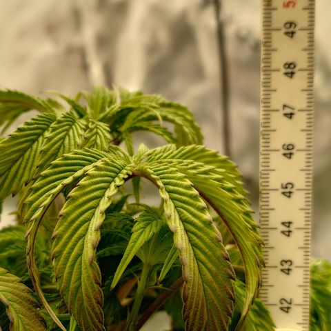Tyson growlog timeline photo