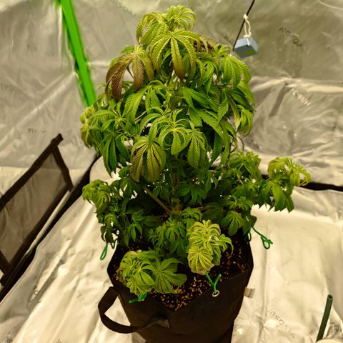 Tyson growlog timeline photo