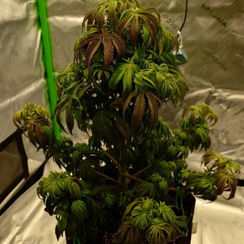 Tyson growlog timeline photo