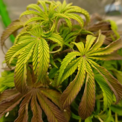Tyson growlog timeline photo