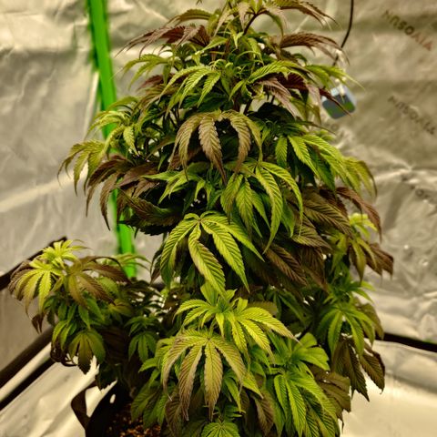 Tyson growlog timeline photo