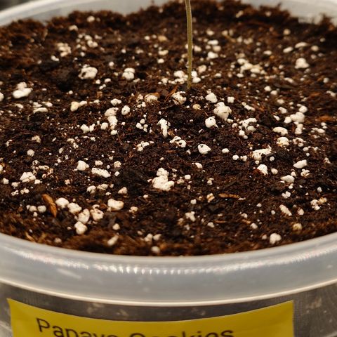 Papaya Cookies Auto growlog timeline photo