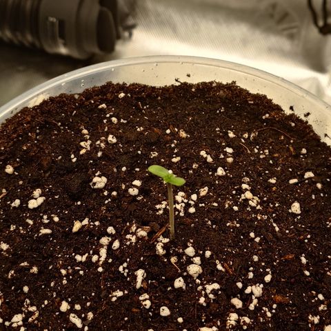 Papaya Cookies Auto growlog timeline photo