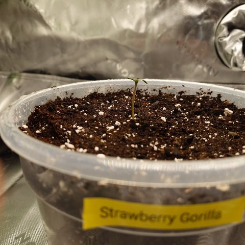 Strawberry Gorilla Auto growlog timeline photo