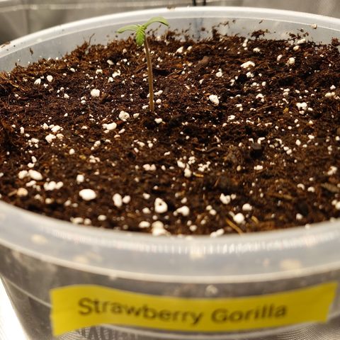 Strawberry Gorilla Auto growlog timeline photo