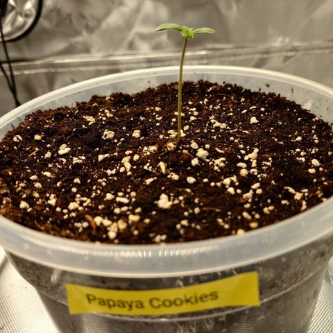 Papaya Cookies Auto growlog timeline photo
