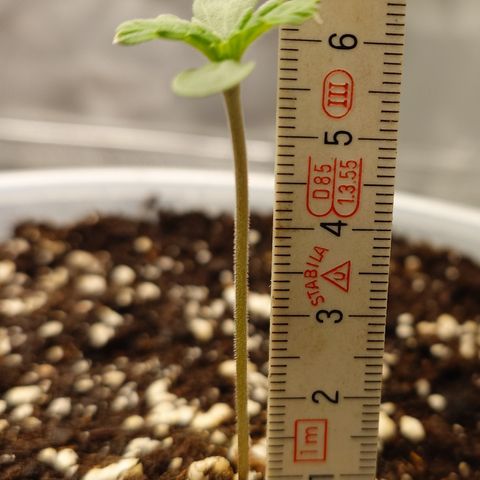 Papaya Cookies Auto growlog timeline photo