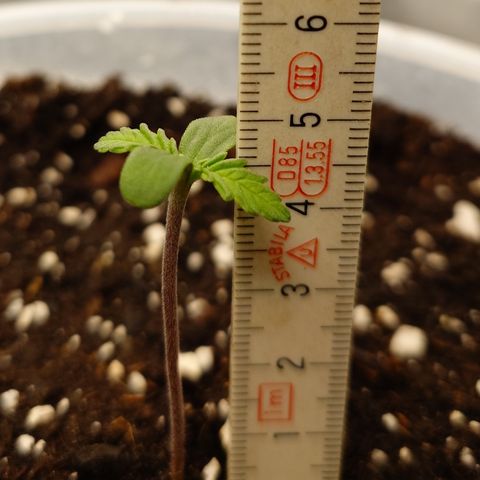 Strawberry Gorilla Auto growlog timeline photo