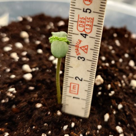 Gorilla Cookies Auto growlog timeline photo
