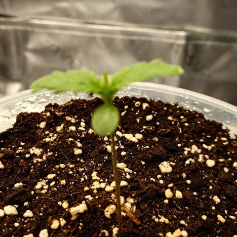 Papaya Cookies Auto growlog timeline photo