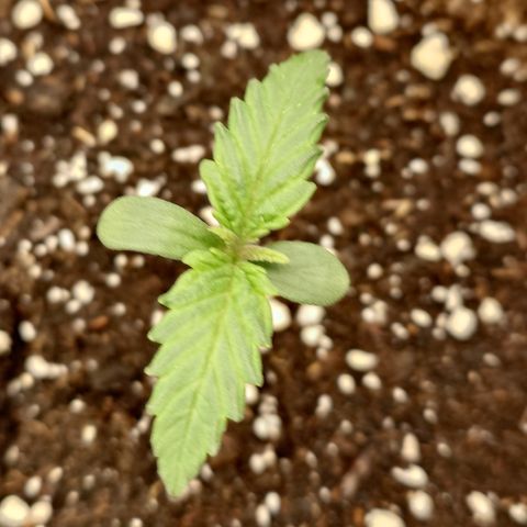Strawberry Gorilla Auto growlog timeline photo