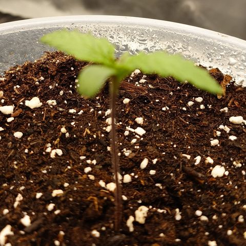 Strawberry Gorilla Auto growlog timeline photo