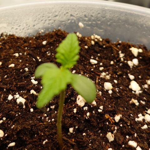 Gorilla Cookies Auto growlog timeline photo