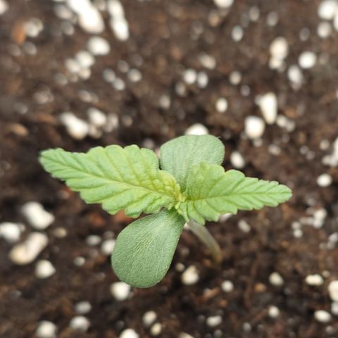 Gorilla Cookies Auto growlog timeline photo