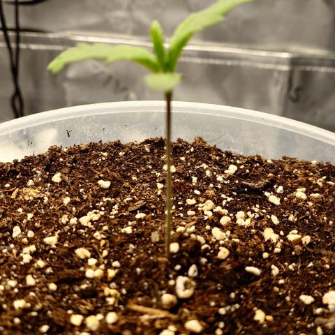 Papaya Cookies Auto growlog timeline photo