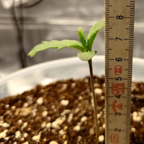 Papaya Cookies Auto growlog timeline photo