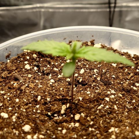 Strawberry Gorilla Auto growlog timeline photo