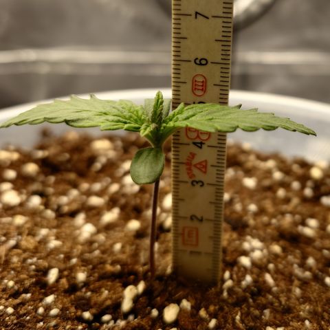 Strawberry Gorilla Auto growlog timeline photo