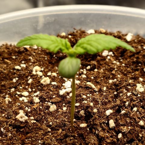 Gorilla Cookies Auto growlog timeline photo