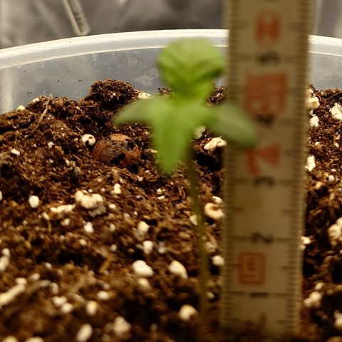 Gorilla Cookies Auto growlog timeline photo