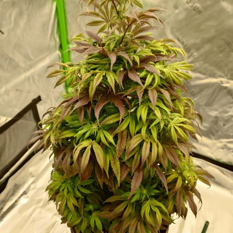 Tyson growlog timeline photo