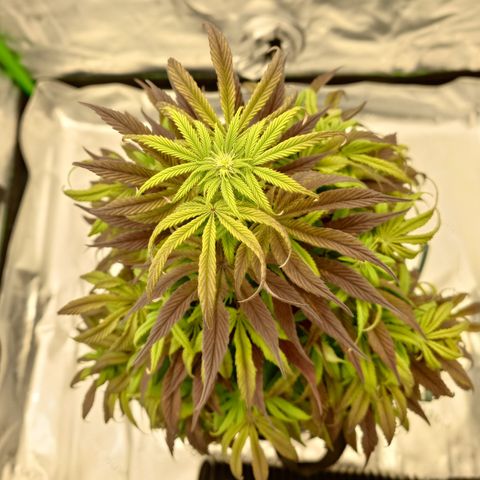 Tyson growlog timeline photo