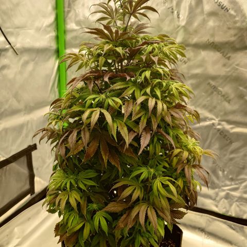 Tyson growlog timeline photo