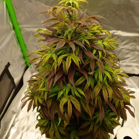 Tyson growlog timeline photo
