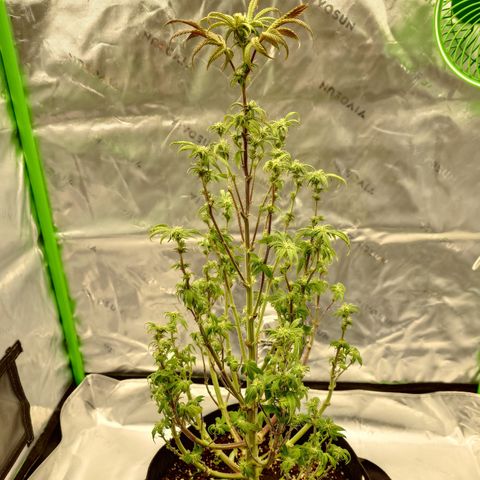 Tyson growlog timeline photo