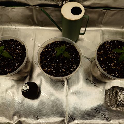 Papaya Cookies Auto growlog timeline photo